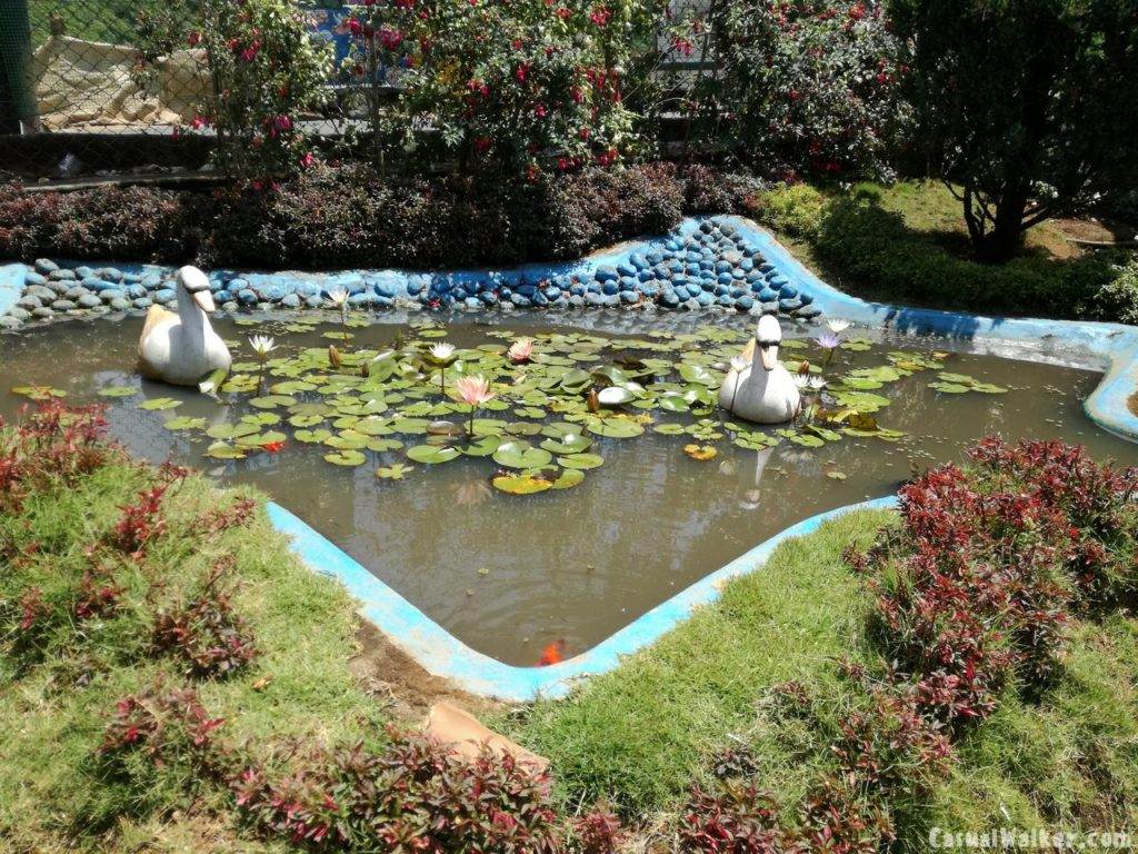 Munnar Rose Garden, Munnar, Kerala Visit, Travel Guide Casual Walker