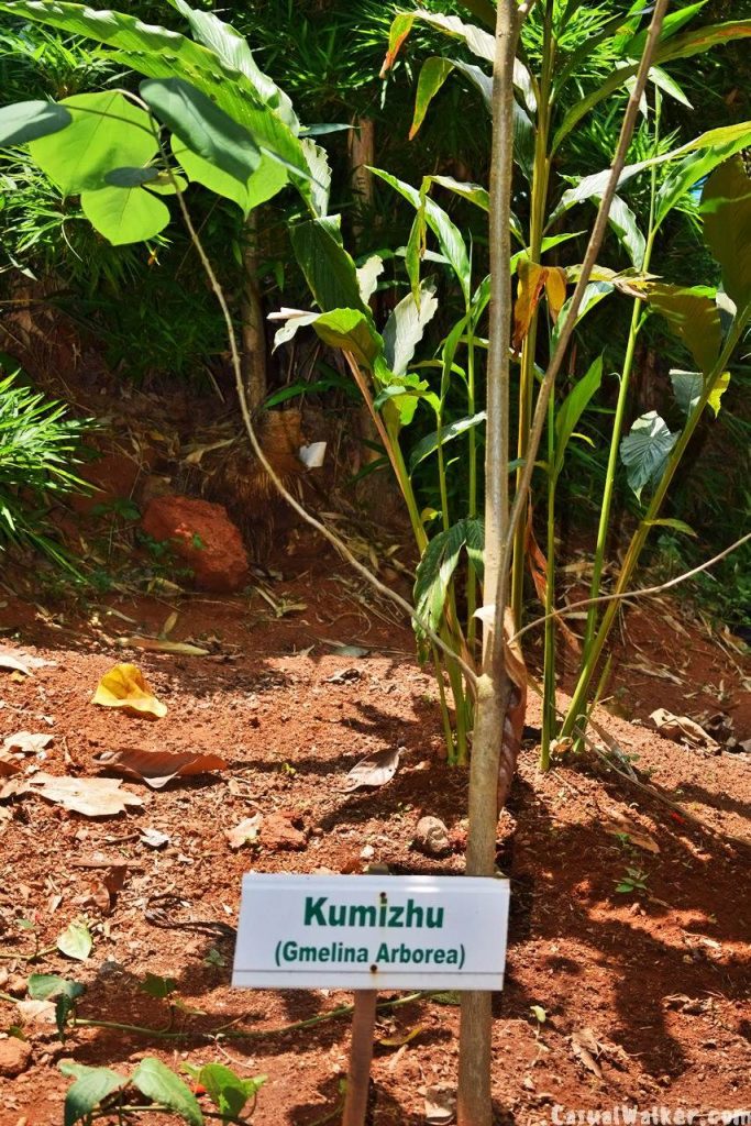 Kerala Ayurvedic Herbal & Spices Garden, Munnar, Kerala Visit, Travel