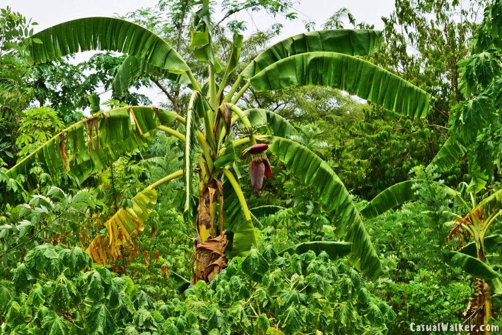 Solitude Farm - Food Discovery Trail, Auroville, Pondicherry Visit ...