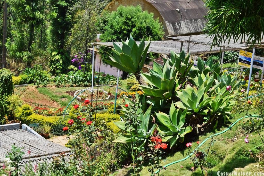 Munnar Rose Garden, Munnar, Kerala Visit, Travel Guide Casual Walker
