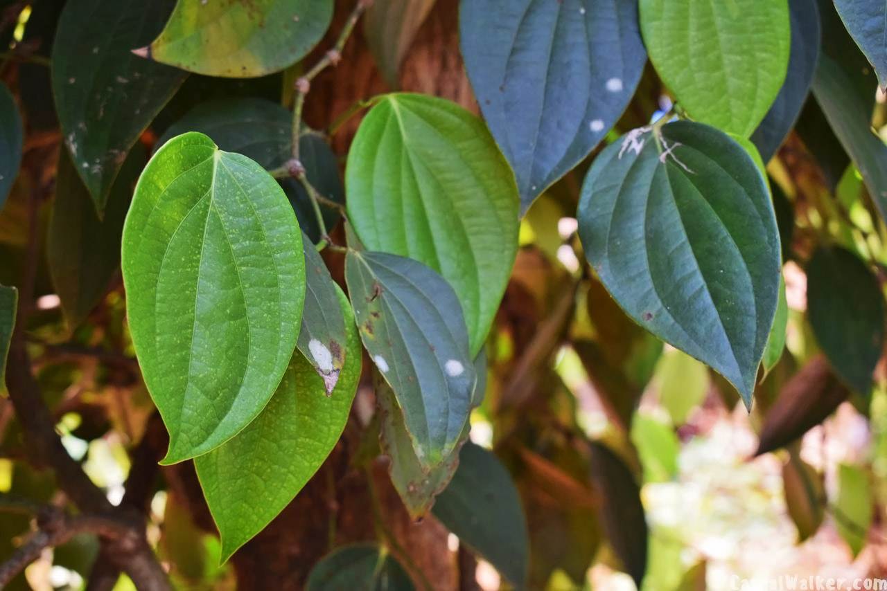 Kerala Ayurvedic Herbal & Spices Garden, Munnar, Kerala Visit, Travel ...