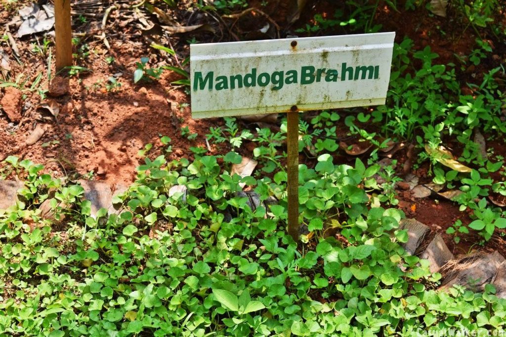 Kerala Ayurvedic Herbal & Spices Garden, Munnar, Kerala Visit, Travel