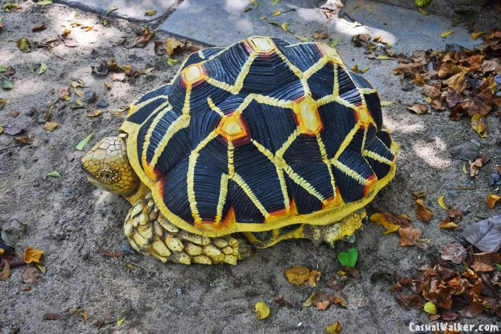 Know your Backyard Wildlife - Nature Walk at Tholkappia Poonga / Adyar ...