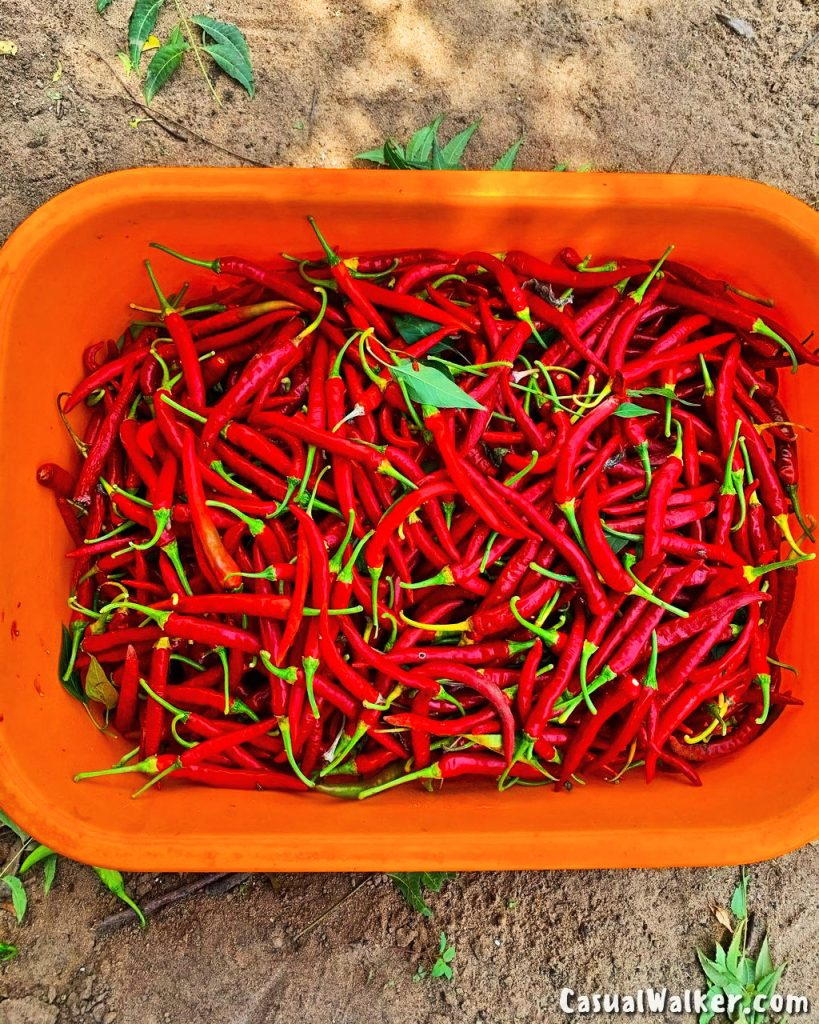 The Farm, Chennai ecofriendly Restaurant, Bed & Breakfast, Organic