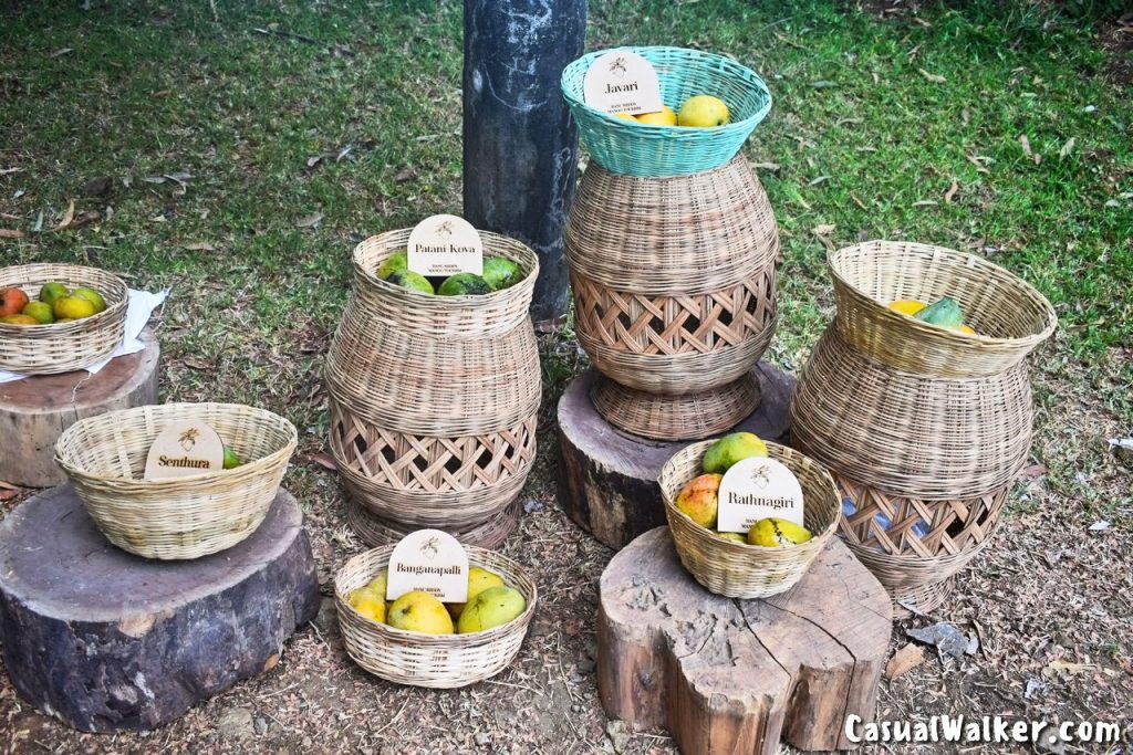 The Great Mango Festival by Hanu Reddy Mango Tourism at Hanu Reddy