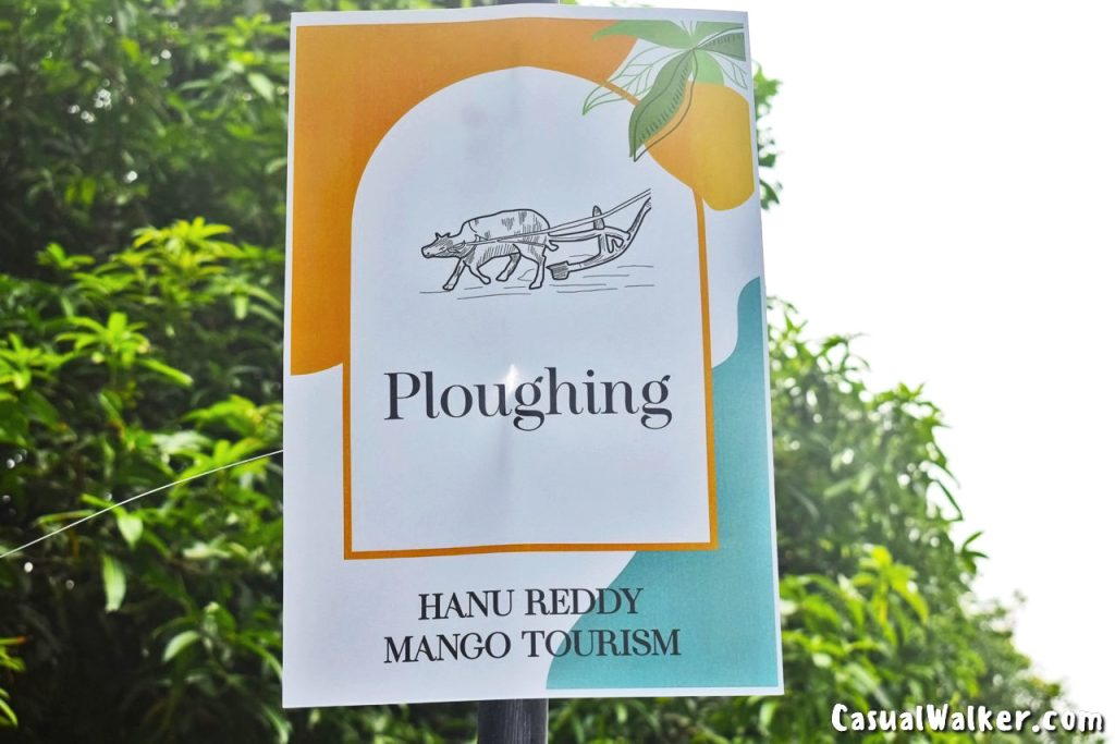 The Great Mango Festival by Hanu Reddy Mango Tourism at Hanu Reddy