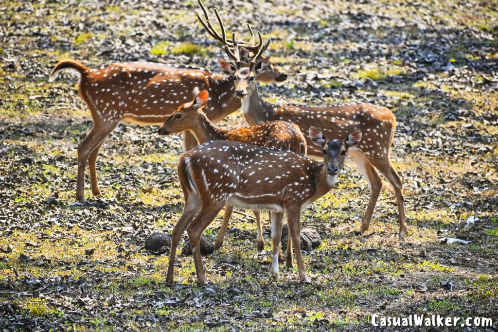 Nagarahole Tiger Reserve (NTR) / Nagarahole National Park in Hunsur ...